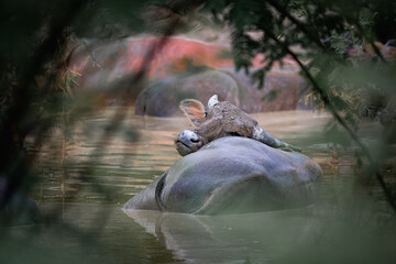 Asian water buffalo in Thailand