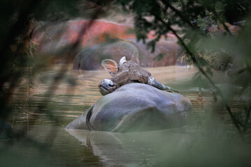 Asian water buffalo in Thailand