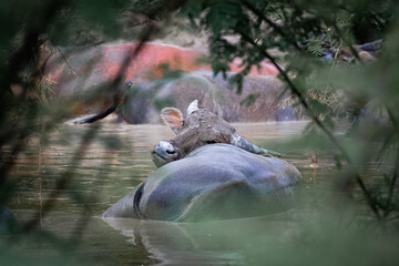 Asian water buffalo in Thailand