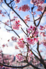 Cherry Blossoms