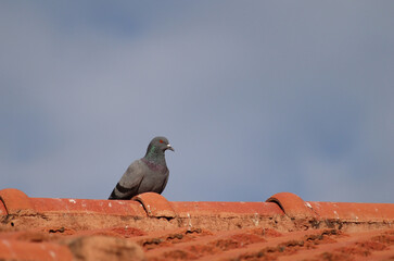 pigeons perched on the roof of the house in the morning to catch the sun
