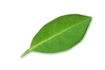 Lemon leaves isolated on white background