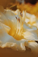 Naklejka na ściany i meble Close-up Of Yellow Flowering Plant