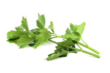 Coriander leaves isolated on white background