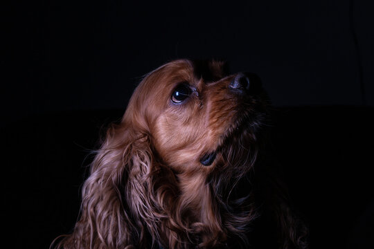 Retrato Cocker Spaniel Caf&eacute;