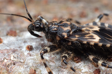 Macro Photo of Assassin Bug on The Floor