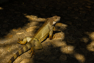 iguana