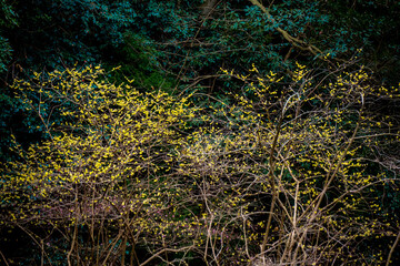 門司のロウバイ