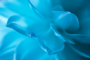 Close-up of a flower on blue satin background.