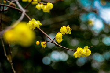 門司のロウバイ