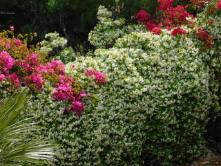 Southern jasmine,or Rhynchospermum jasminoides, in full bloom, and red bougainvillea,vines, in the spring