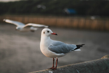 bird, sea, gull,Flying birds, seagull,Sun set, Sun,animal, nature, A flock of birds