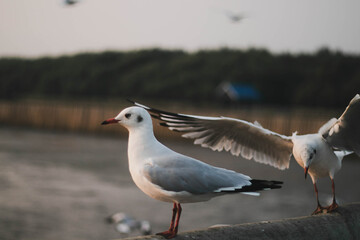 bird, sea, gull,Flying birds, seagull,Sun set, Sun,animal, nature, A flock of birds