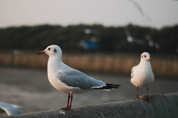 bird, sea, gull,Flying birds, seagull,Sun set, Sun,animal, nature, A flock of birds