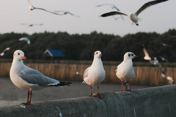 bird, sea, gull,Flying birds, seagull,Sun set, Sun,animal, nature, A flock of birds