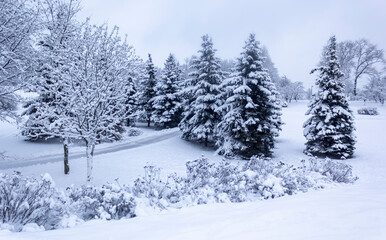 Winter trees in the snow in the city park.