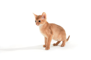 Abyssinian ginger cat on a white background