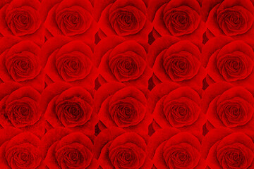 Abstract grunge red rose texture background.