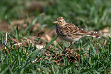 Feldlerche (Alauda arvensis)