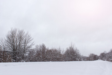 Winter landscape with trees and snow covered ground. 