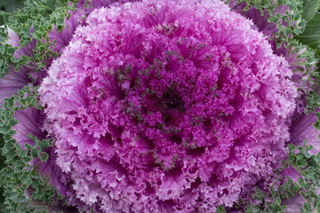 Decorative oriental pink garden cabbage with heavy fractal leaves.