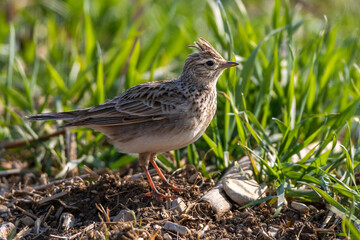 Feldlerche (Alauda arvensis)