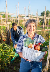 Satisfied retired woman posing in vegetable garden with basket full of harvest of fresh greens and vegetables
