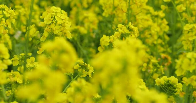 菜の花畑を固定カメラで撮影