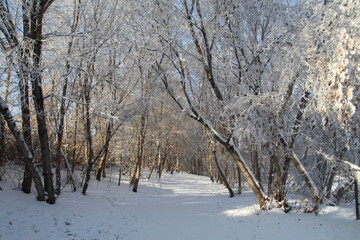 Frosted Beauty Of Winter, Gold Bar Park, Edmonton, Alberta