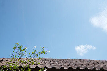 White flowers branch across the rooftop on blue sky with cirrostratus clouds background. Space on top for Idea concept.