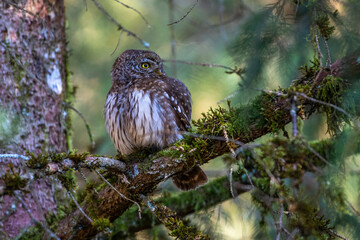Sperlingskauz (Glaucidium passerinum)