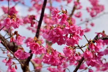 Fototapeta na wymiar Blooming Taiwan Cherry Blossoms (Prunus campanulata Maxim) in Shei-Pa National Park, Taiwan