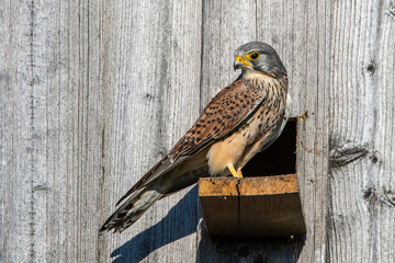 Turmfalke (Falco tinnunculus) Männchen