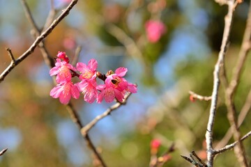Blooming Taiwan Cherry Blossoms (Prunus campanulata Maxim) in Shei-Pa National Park, Taiwan