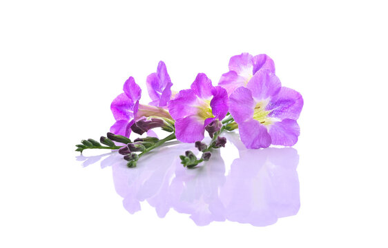 Asystasia gangetica isolated on a white background. For reduce fever, relieve stomach pain, nourish the blood, nourish the eyes, fix snake venom.