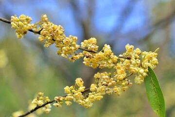 Wild pepper(Litsea cubeba) flower bloom, spire stone in Hsinchu, Taiwan