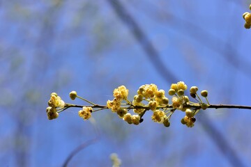 Wild pepper(Litsea cubeba) flower bloom, spire stone in Hsinchu, Taiwan