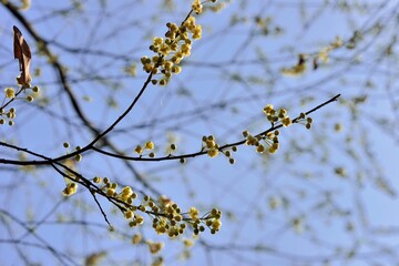 Wild pepper(Litsea cubeba) flower bloom, spire stone in Hsinchu, Taiwan