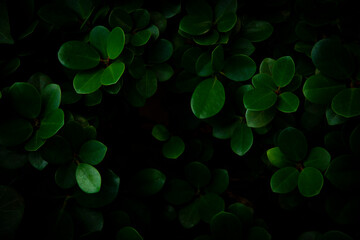 Green leaves texture with dark space, nature background,ornamental plants
