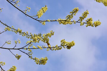 Wild pepper(Litsea cubeba) flower bloom, spire stone in Hsinchu, Taiwan