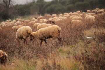 moutons dans un champs