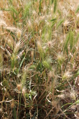 Tall yellow and green grass