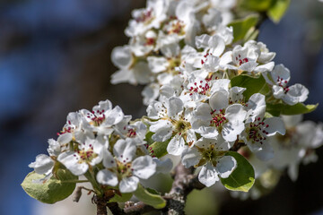 Birnenblüten, Streuobstwiese, Baden-Württemberg