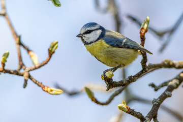 Blaumeise (Cyanistes caeruleus)