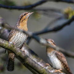 Wendehals (Jynx torquilla)
