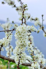 White plum blossoms blooming in winter.