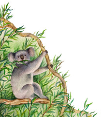 Watercolor koala eating eucatipt isolated. Hand drawn illustration isolated on white background.
