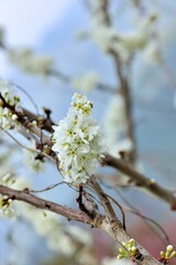 White plum blossoms blooming in winter.