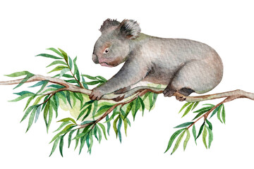 Watercolor koala on a eucalyptus branch. Hand drawn illustration isolated on white background. © Екатерина Роменская