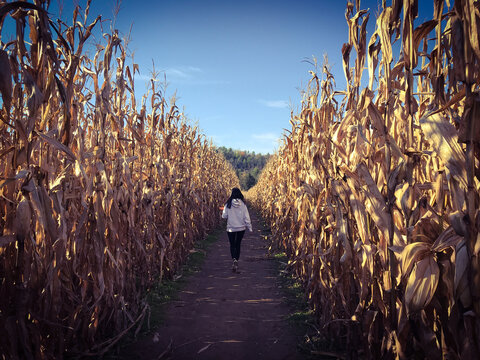 Girl walking through corn maze